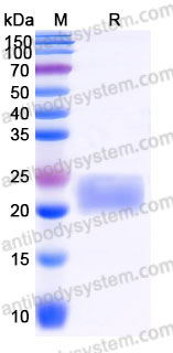 AHD17203, SDS-PAGE
