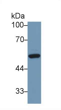 10262