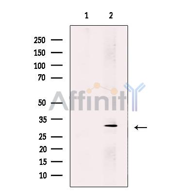 Валидация Affinity DF12311 - 6694