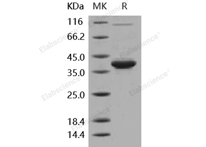 Валидация Elabscience PKSH030279(1227)