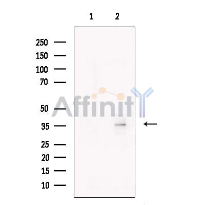 Валидация Affinity DF13391 - 8654