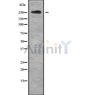 Валидация Affinity DF9852 - 22766