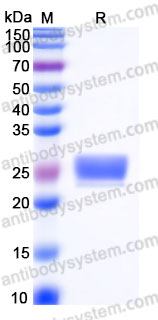 EHG45601, SDS-PAGE