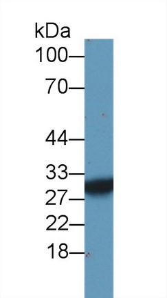 14503