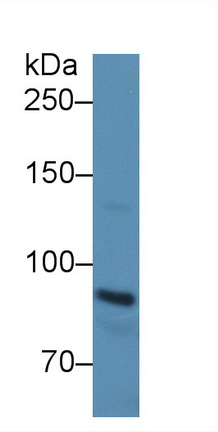 9217