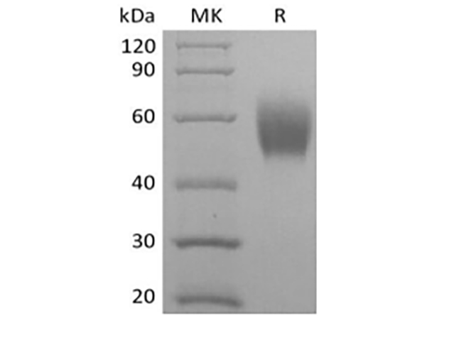 Валидация Elabscience PKSQ050105(5473)