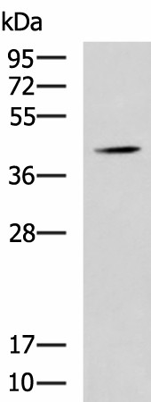 Валидация Elabscience E-AB-52113