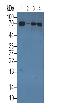 62730