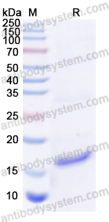 Валидация AntibodySystem YVV40801