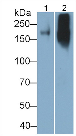 27281