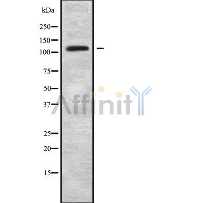 Валидация Affinity DF10083 - 5571