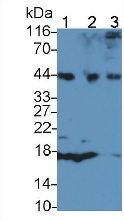 14281