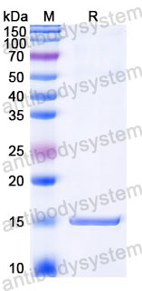 Валидация SDS-PAGE - AntibodySystem RVV28701