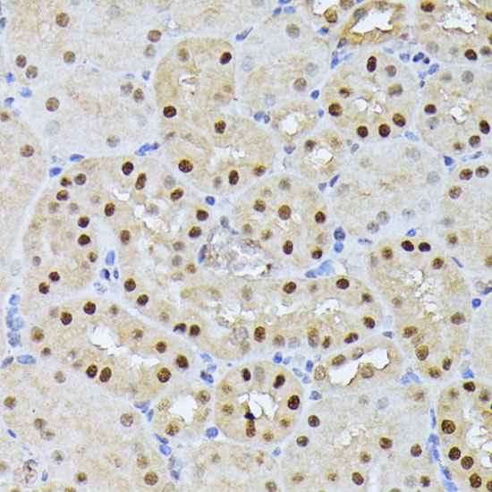 Валидация Elabscience E-AB-66315