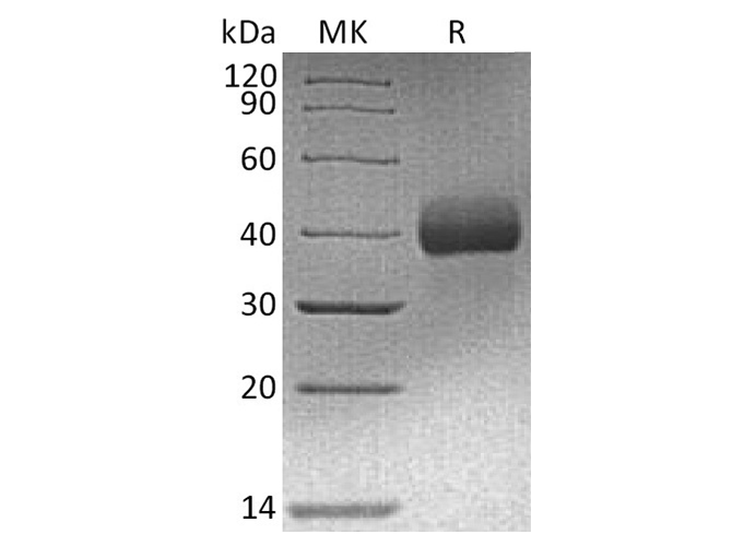 Валидация Elabscience PKSH033801(4072)