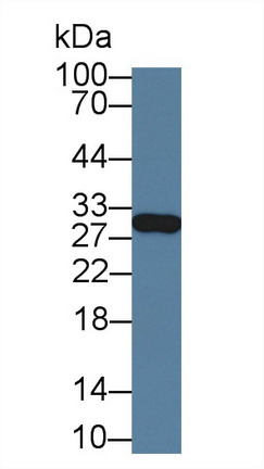 8487