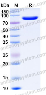 EHC95203, SDS-PAGE