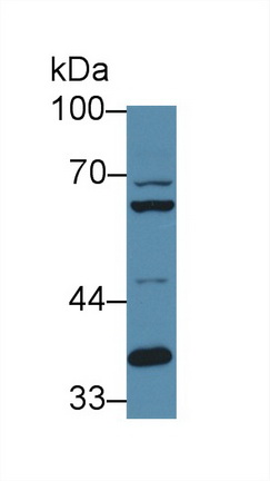 12669