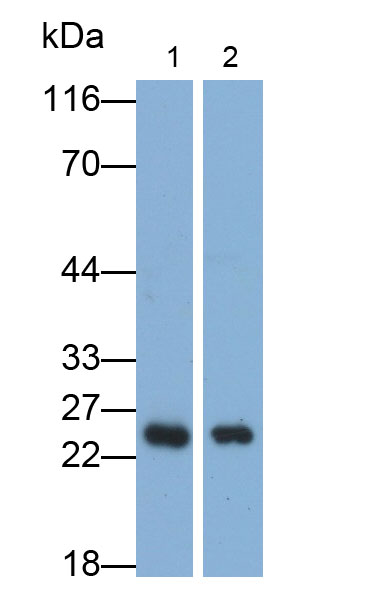 31190