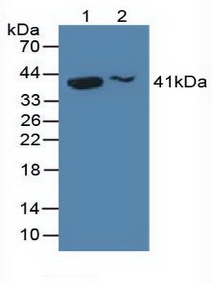 4441