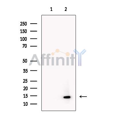 Валидация Affinity DF13466 - 8818