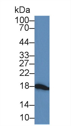 14776