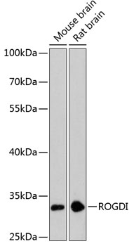 Валидация Elabscience E-AB-65618