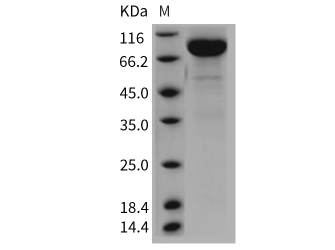 Валидация Elabscience PKSR030321(5665)