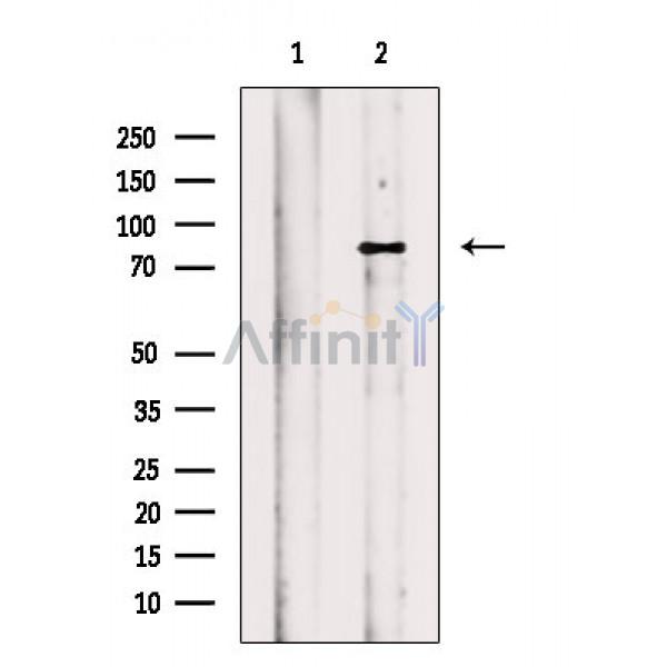 Валидация Affinity AF6785 - 4028