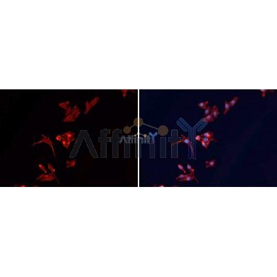 Валидация Affinity AF7018 - 4165