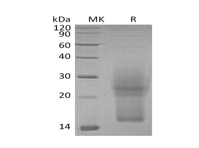 Валидация Elabscience PKSM041089(5009)