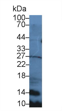 9003