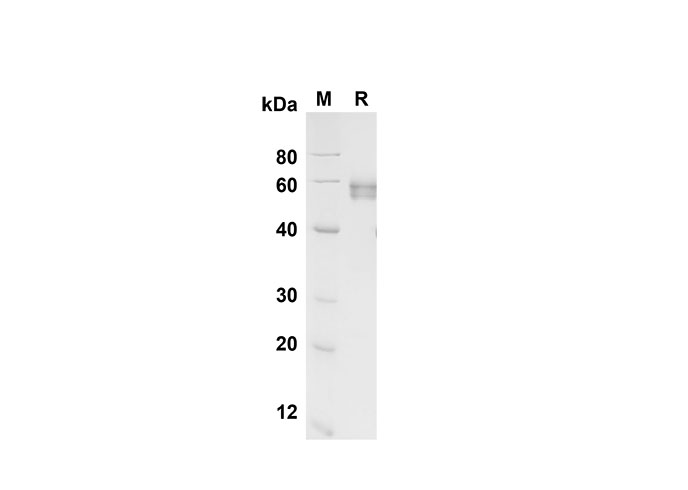 Валидация Elabscience PDMH100314(926)