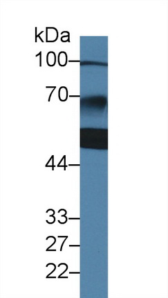 10121