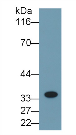 26226