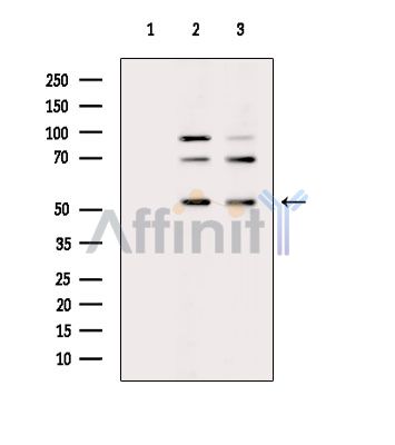 Валидация Affinity DF14485 - 10464