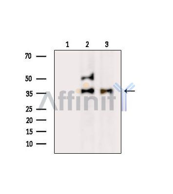 Валидация Affinity DF14227 - 10069