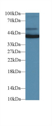 14689