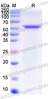 Валидация AntibodySystem YHN44101