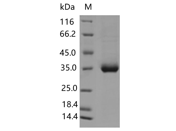 Валидация Elabscience PKSV030457(6179)