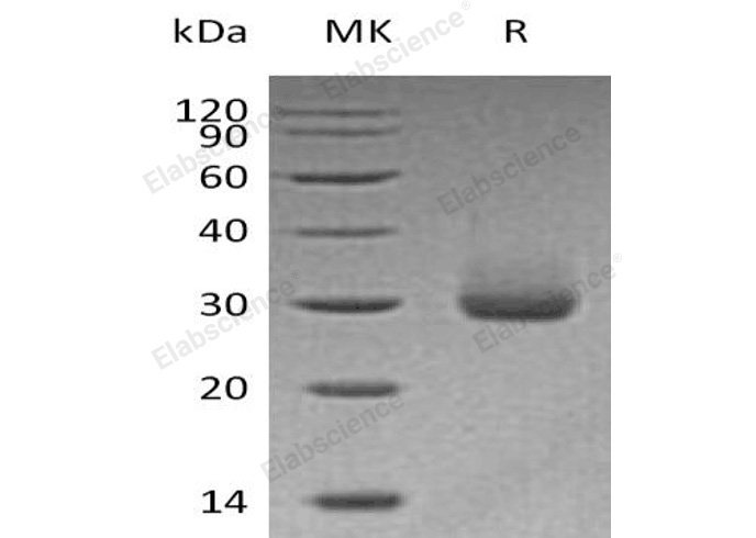 Валидация Elabscience PKSH032667(3101)