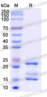 AHH28802, SDS-PAGE