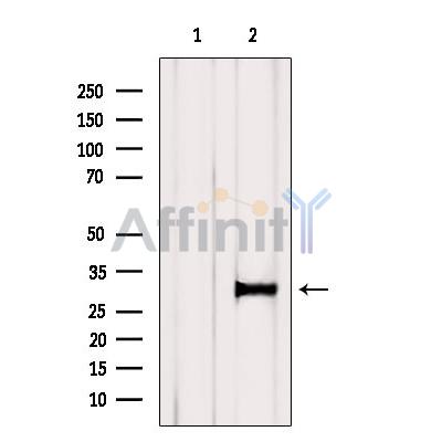 Валидация Affinity DF6115 - 17332