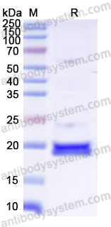 Валидация AntibodySystem YVV02601