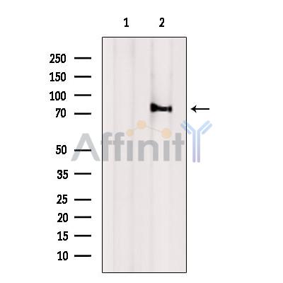 Валидация Affinity DF3871 - 15021
