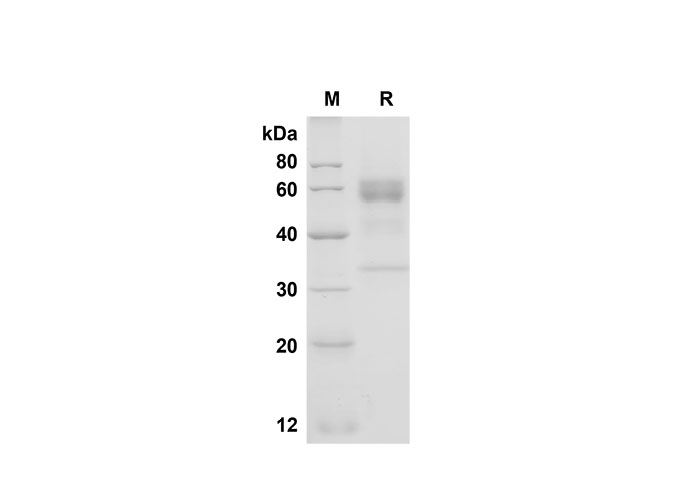 Валидация Elabscience PDMH100271(894)