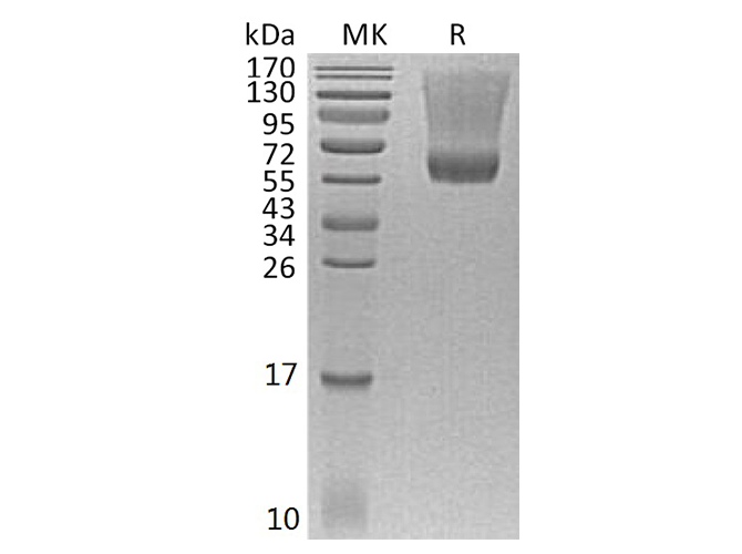 Валидация Elabscience PKSH033700(3979)