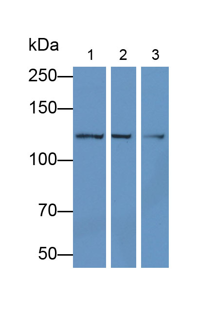 31384