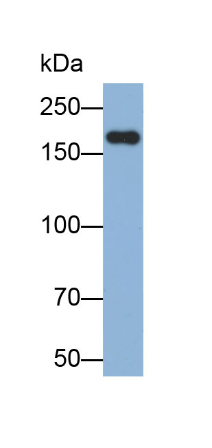 32867