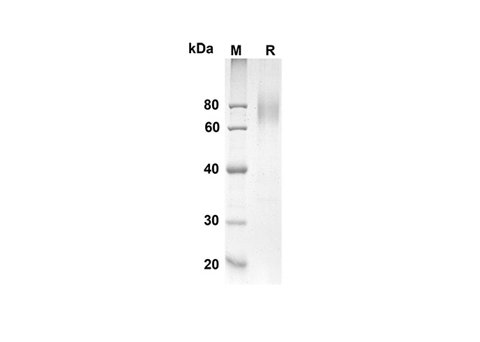 Валидация Elabscience PDMH100238(861)